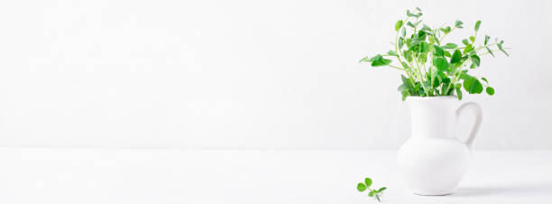 istock Green pea sprouts in a white clay jug. Banner 1303457201