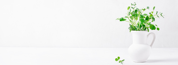 Green pea sprouts in a white clay jug on the white table. Wide banner with copy space