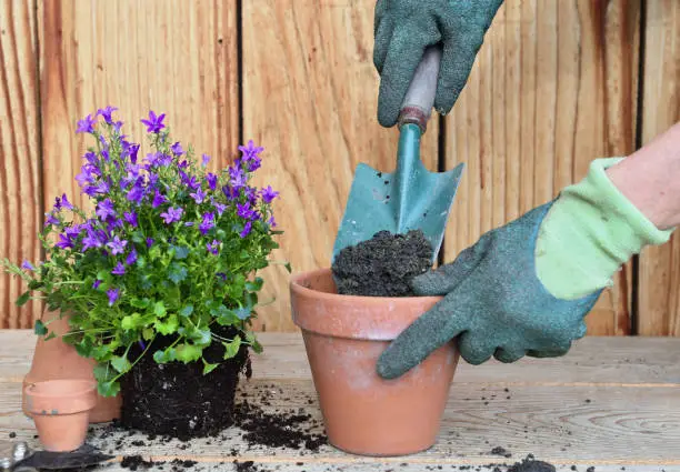 gloved hands of a woman  holding a shovel full of dirt and  plant with its clod for potting