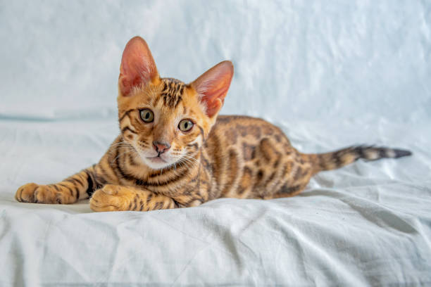 istock Bengal tabby kitten lies on a white sofa and looks at the camera 1303458830
