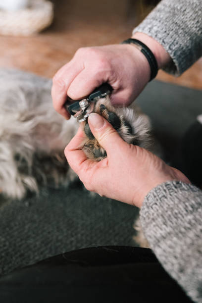istock Dog paw grooming: cutting claws of an old schnauzer 1303458951