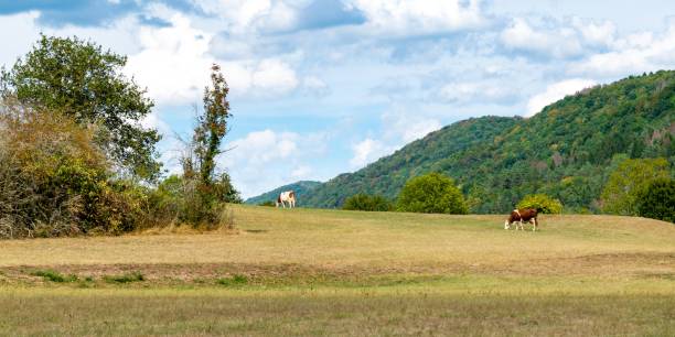 istock landscape with montbeliard cows 1303459174