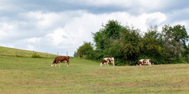 istock landscape with montbeliard cows 1303459176