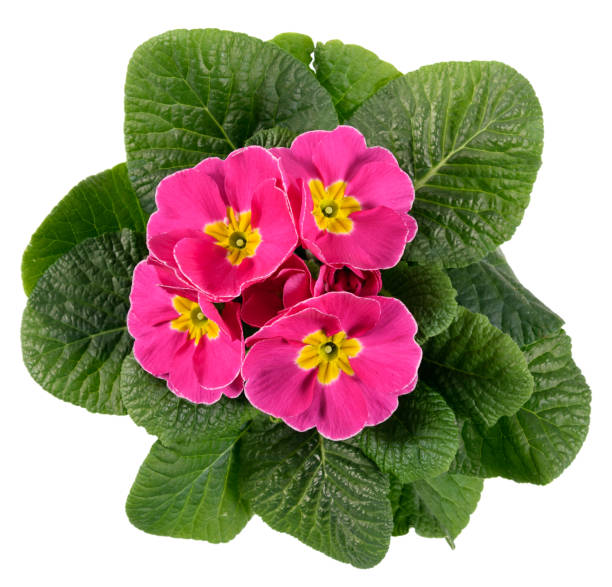 istock Top down view on a flowering pink and yellow Primrose or Primula 1303459853