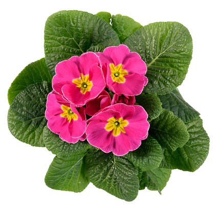 Top down view on a flowering variegated pink and yellow Primrose or Primula with fresh dark green leaves isolated on white for seasonal spring and summer, gardening or horticultural themes