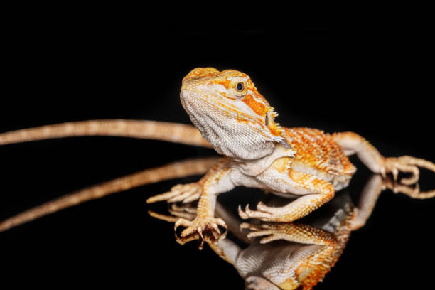 istock Red leatherback smooth bearded dragon (Pogona vitticeps) australian lizard standing on isolated black background with reflections. 1303460194
