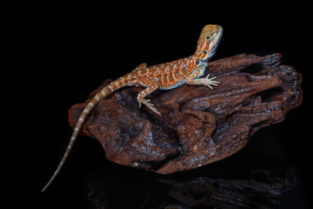 istock Red leatherback smooth bearded dragon (Pogona vitticeps) australian lizard standing on wood isolated black background with reflections. 1303460204