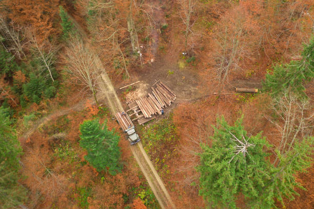 Foresters cut down trees that are due for felling in the forest and prepare them for transportation. Forest clearing operations are conducted for a variety of purposes, including timber harvesting or forest regeneration as part of a forest restoration plan. Felling old trees is beneficial for forest health because they are less resistant to pathogens and diseases.