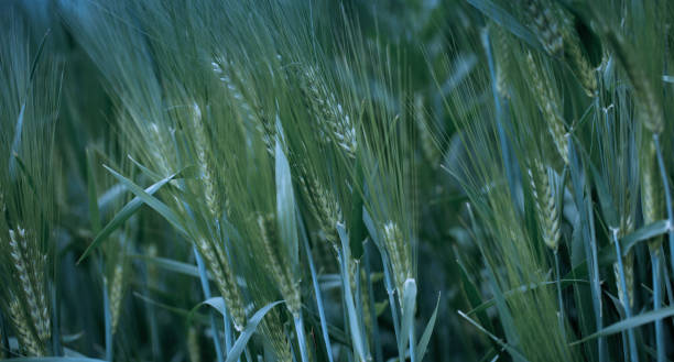 小麦の若い緑色の耳。自然な背景。 - barley wheat grass green ストックフォトと画像