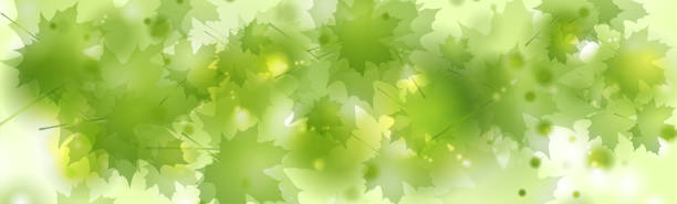 abstrakte grüne blätter glänzenden sommerhintergrund - maple leaf maple leaf green stock-grafiken, -clipart, -cartoons und -symbole