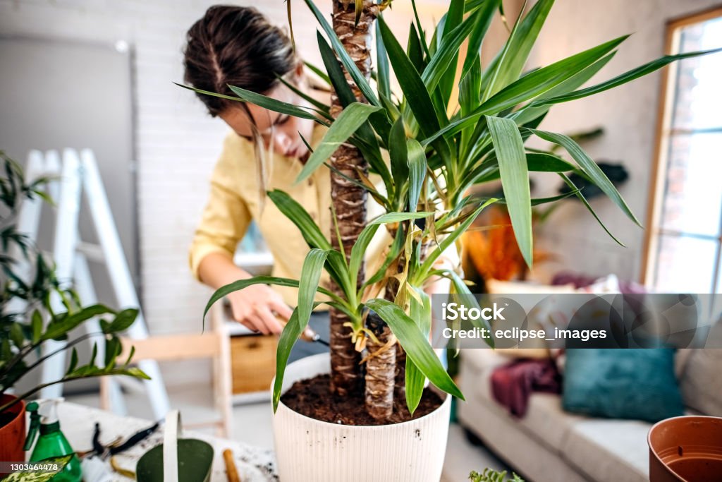 Every women love flowers Young women planting flowers at home, decorating her apartment Active Lifestyle Stock Photo