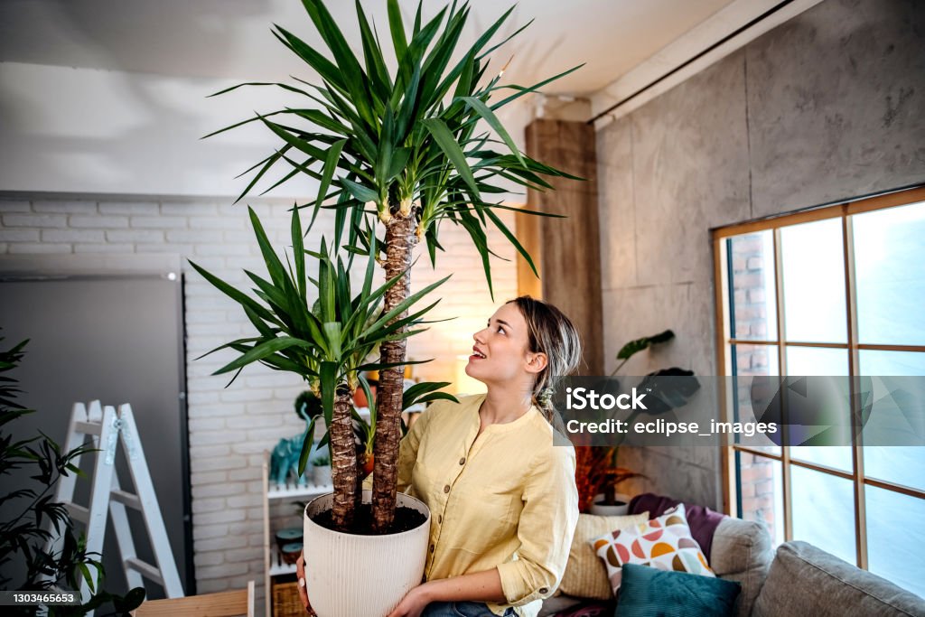 I make them fresh Young women planting flowers at home, decorating her apartment Active Lifestyle Stock Photo