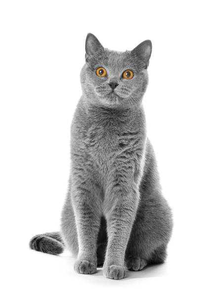 istock Purebred British gray cat sitting on a white background 1303465792