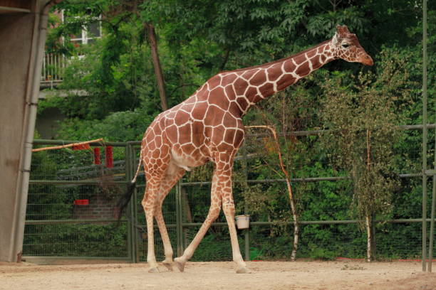 istock Giraffes gawping in a zoo 1303466152
