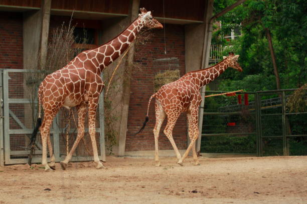 istock Giraffes gawping in a zoo 1303466443