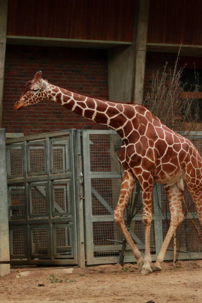 istock Giraffes gawping in a zoo 1303467285