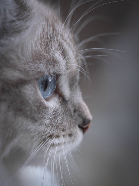 Siberian cat staring intensely out of a window.