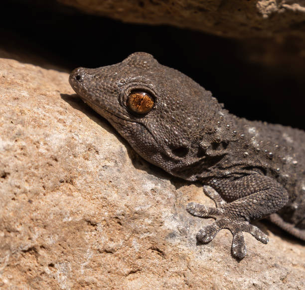 istock La Gomera wall gecko 1303470790