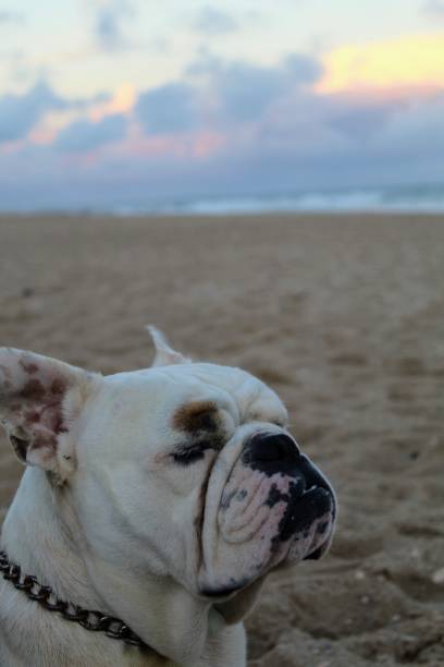 istock English bulldog 1303470973