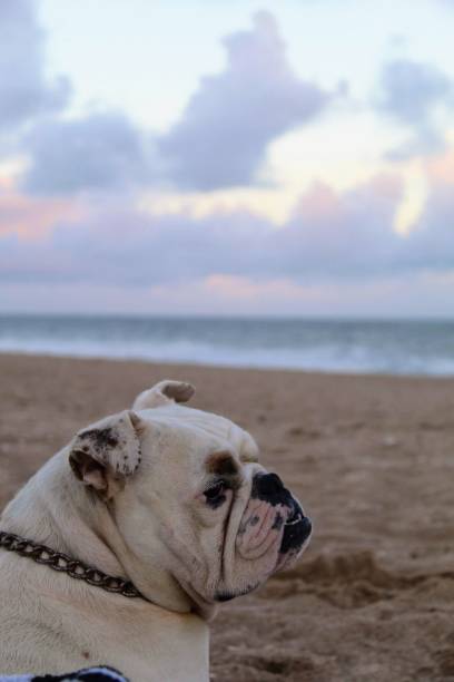 istock English bulldog 1303470984
