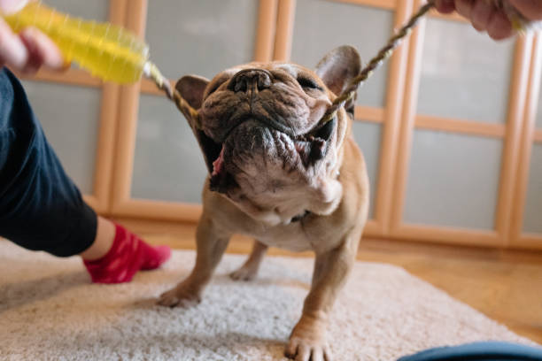 istock Dog play: fun with the senior bulldog, pull the rope 1303471125