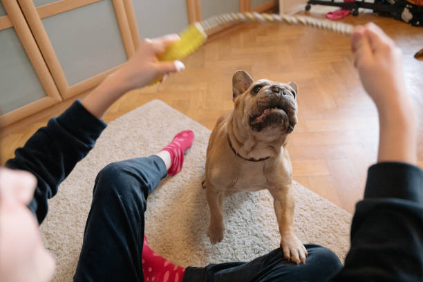 istock Dog play: fun with the senior bulldog, pull the rope 1303471140