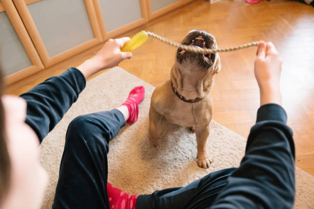istock Dog play: fun with the senior bulldog, pull the rope 1303471142