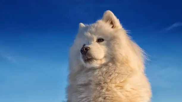 Samoyed dog portrait against the blue sky
