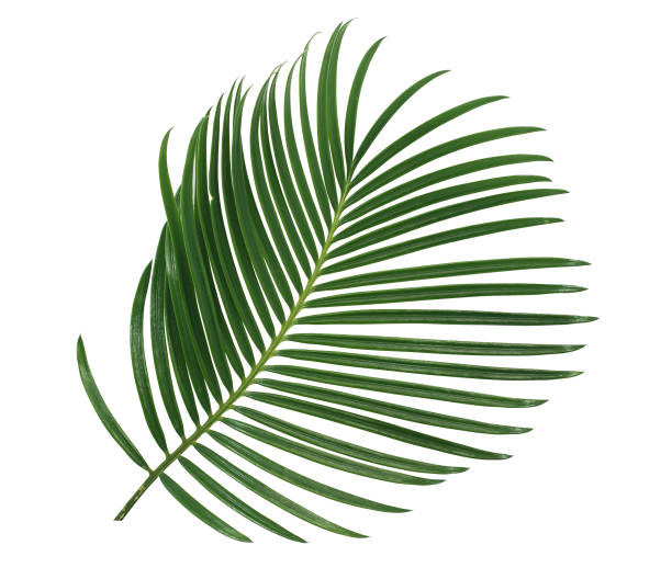 istock green palm leaf isolated on white background 1303473783