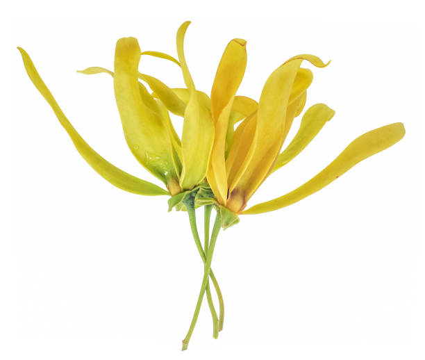 Fresh Ylang-ylang flower isolated on white background Fresh Ylang-ylang flower isolated on white background ylang ylang stock pictures, royalty-free photos & images