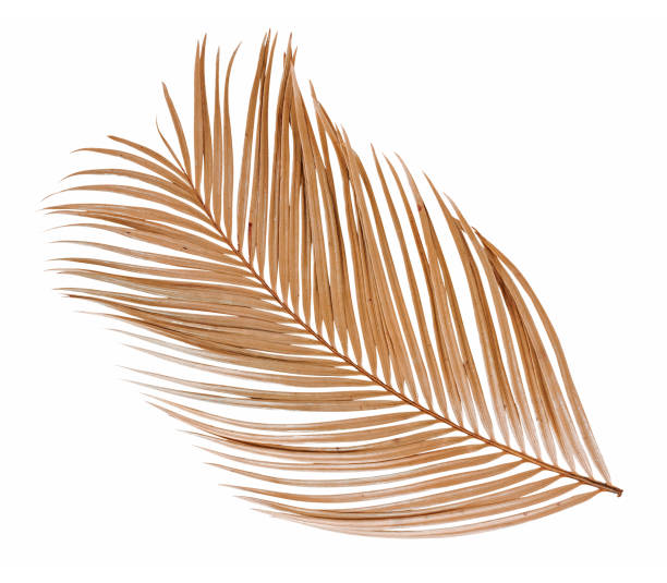 istock Tropical dry palm leaf isolated on white background 1303473822
