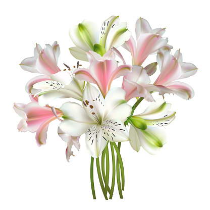 Flowers. White and pink lilies. Bouquet. Floral background. Beautiful vector illustration. Spring. Isolated.