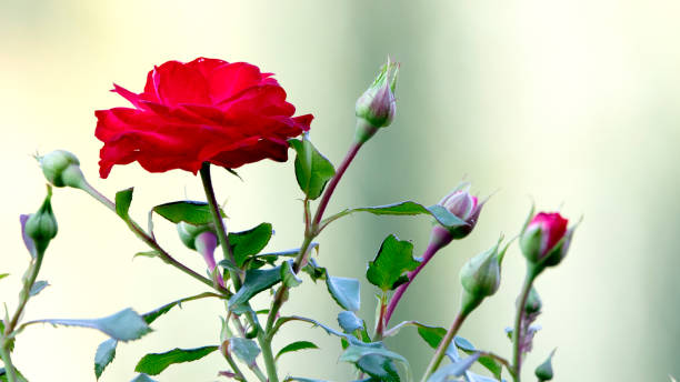 Young shoots of a rose that are just blooming.