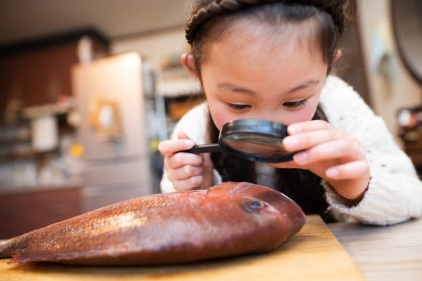 istock Girl observing fish with a magnifying glass 1303475193