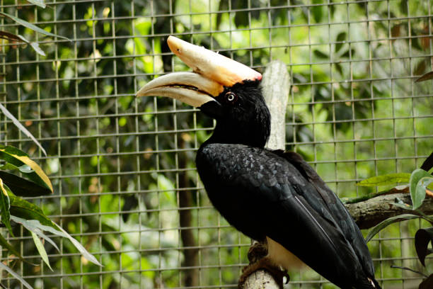 istock Rangkong Bird - Yellow Horn 1303475231