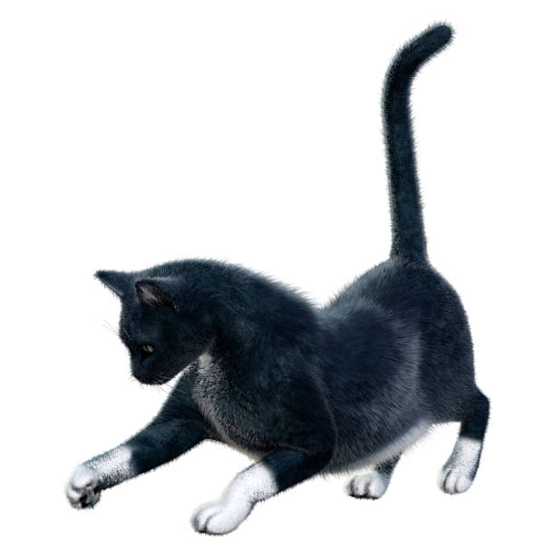 istock 3D illustration black domestic cat on white 1303476065