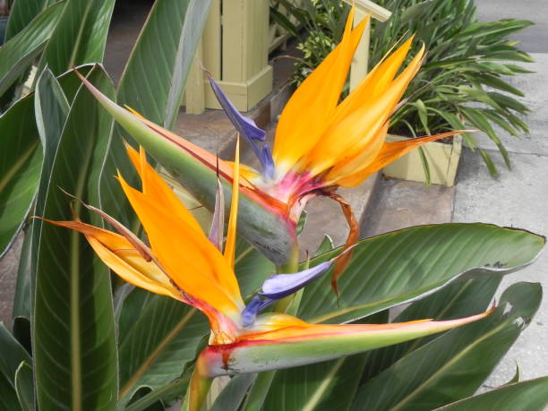 istock Acro of a beautiful strelitzia 1303476657