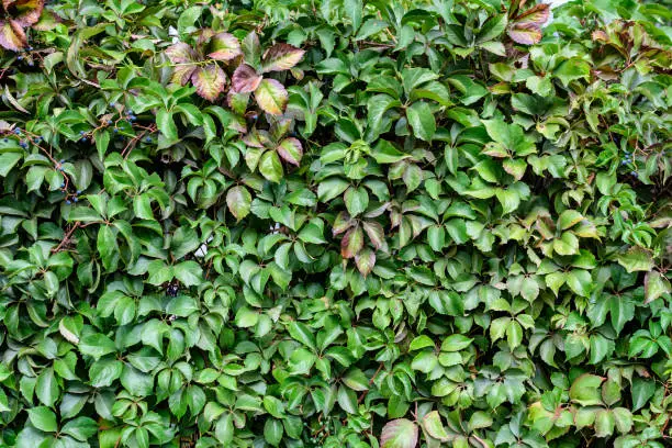 Photo of Background with many large green leaves of  Parthenocissus quinquefolia plant, known as Virginia creeper, five leaved ivy or five-finger, in a garden in a sunny autumn day