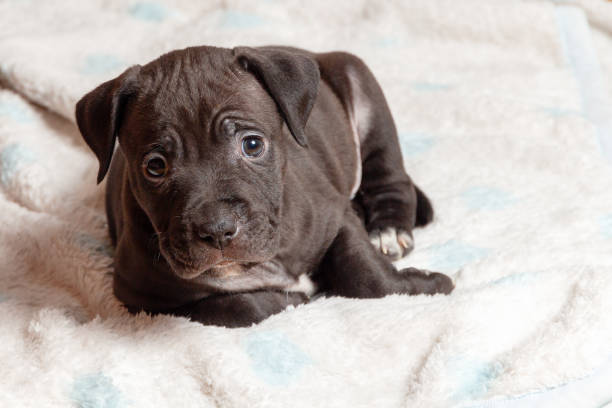 Black with white spots American Pit Bull Terrier puppy on soft bedding Adorable American Pit Bull Terrier puppy lying on a bed american pit bull terrier stock pictures, royalty-free photos & images