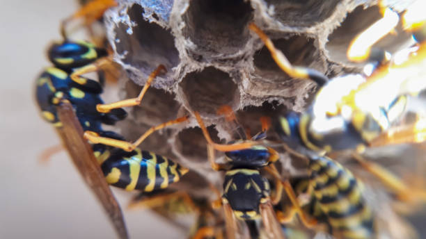 istock extreme close up of a wasp paper idea 1303478541