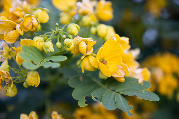 istock Small yellow flowers senna polyphylla desert cassia. 1303480874