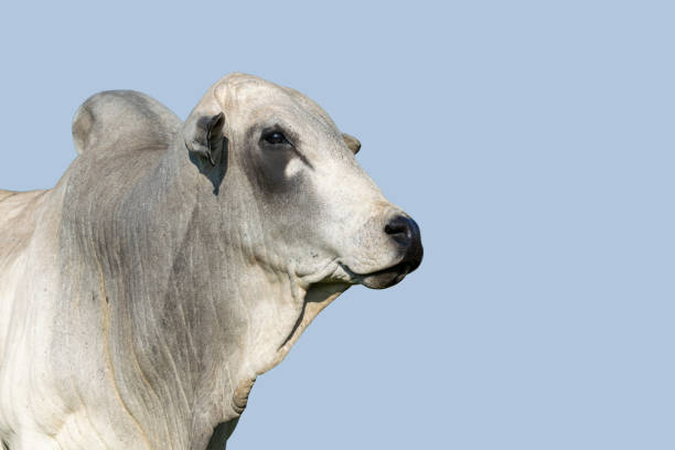bovini nelore su sfondo cielo blu. concetto di bestiame. bovini da ingrasso. - four legged foto e immagini stock