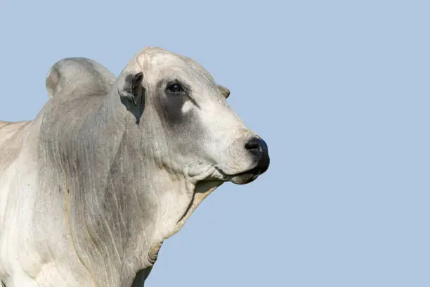 Photo of Nelore cattle on blue sky background. Cattle concept. Fattening cattle.