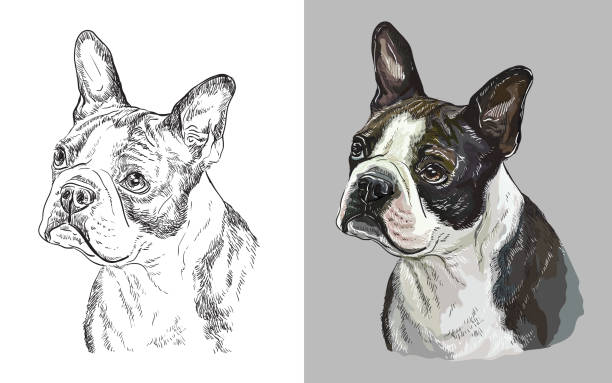 illustrations, cliparts, dessins animés et icônes de verticale d’illustration de vecteur du chien mignon boston terrier - dog wallpaper humor retro revival