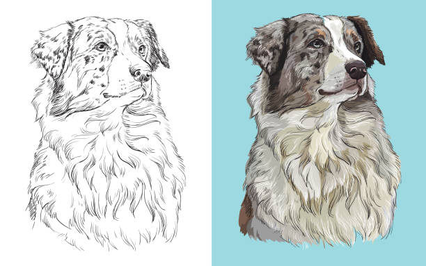 Vector illustration portrait of dog Australian shepherd Realistic head of american Australian shepherd. Vector black and white and colorful isolated illustration of dog. For decoration, coloring book, design, prints, posters, postcards, stickers, tattoo australian shepherd stock illustrations