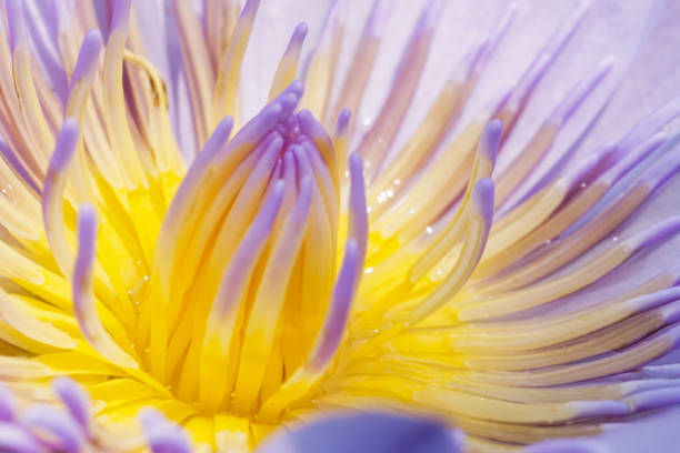 Macro image closed up blossom waterlily pollen beautiful yellow, insect freeMacro image closed up blossom waterlily pollen beautiful yellow, insect free