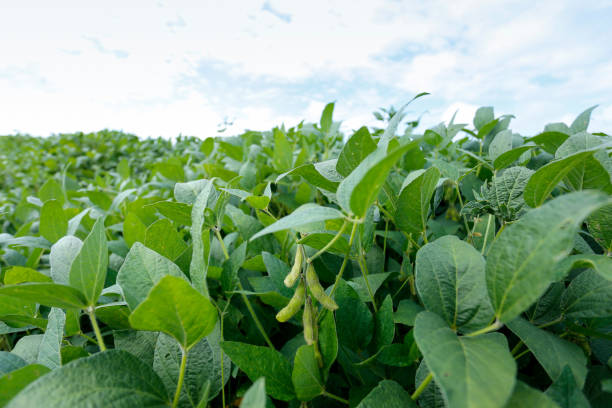 istock Soybean field and plants growing in rows 1303483680