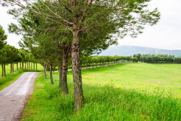 A winding dirt road less travelled leading through green pastures in spring time.
