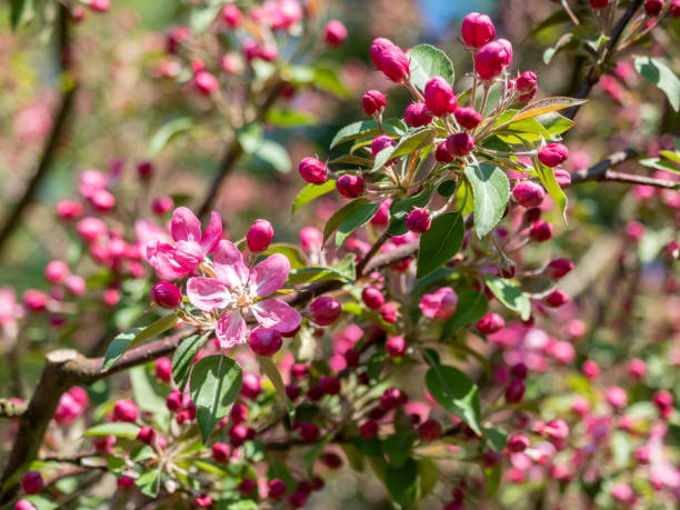 istock Spring blooming fruit trees. Pink apple flowers on green leaves background . Springtime, blossom orchard. 1303485748