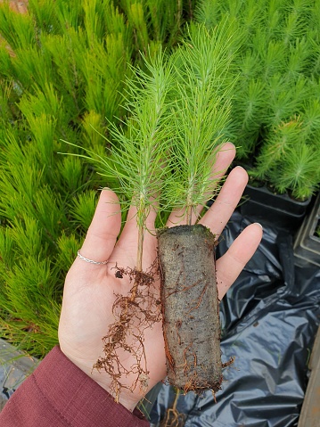 Root development of pine trees
